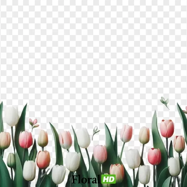 Delicate Tulip Arrangement In Subtle Colors PNG Transparent Background